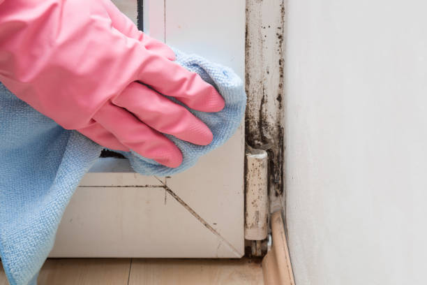 Best Emergency Mold Remediation  in Ambler, PA